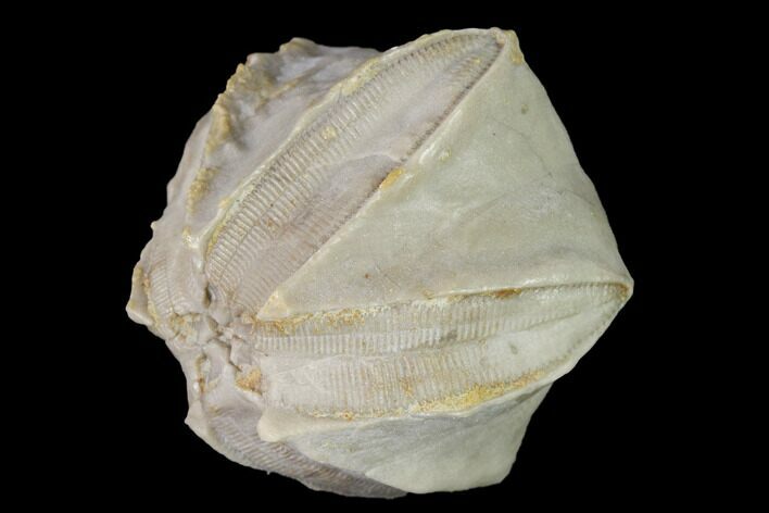 Blastoid (Pentremites) Fossil - Tennessee #142124